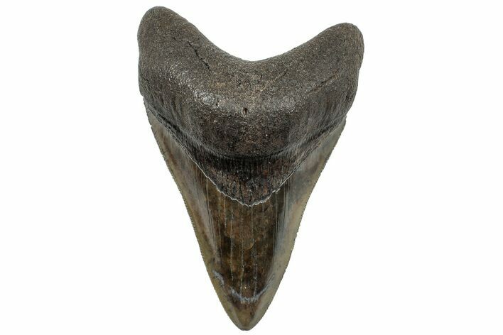 Serrated, Fossil Megalodon Tooth - South Carolina #307557